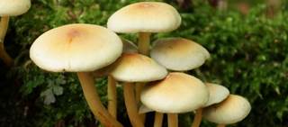 Psilocybin, a serotonin receptor agonist, is a component of some mushroom species. Psilocybin, a serotonin receptor agonist, is a component of some mushroom species.