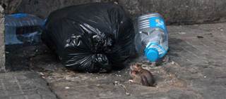 New World hantavirus can present with symptoms similar to those of the flu. New World hantavirus can present with symptoms similar to those of the flu.