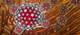 Novel Antiviral Pimodivir Evaluated in Patients With Acute Uncomplicated Influenza A Novel Antiviral Pimodivir Evaluated in Patients With Acute Uncomplicated Influenza A