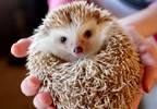 CDC: <i>Salmonella</i> Outbreak Linked to Pet Hedgehogs CDC: <i>Salmonella</i> Outbreak Linked to Pet Hedgehogs